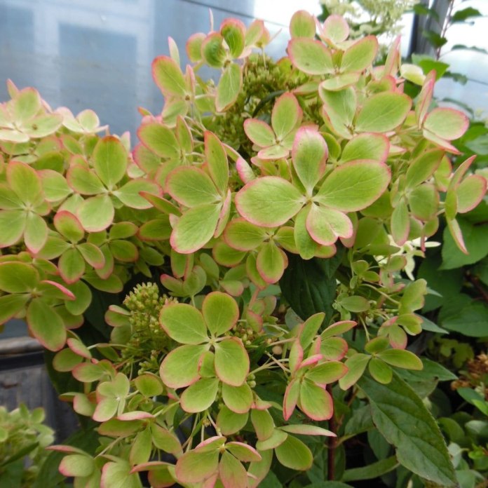 Hortensja Pastelgreen